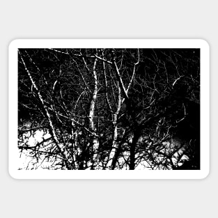 Winter trees bare branches black and white Sticker